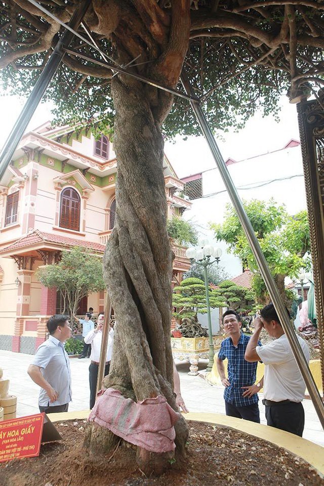 Tài chính - Ngân hàng - Cận cảnh cây hoa giấy 'Vạn hoa lầu' gần 3 tỷ đồng độc nhất vô nhị của đại gia Phú Thọ (Hình 2).