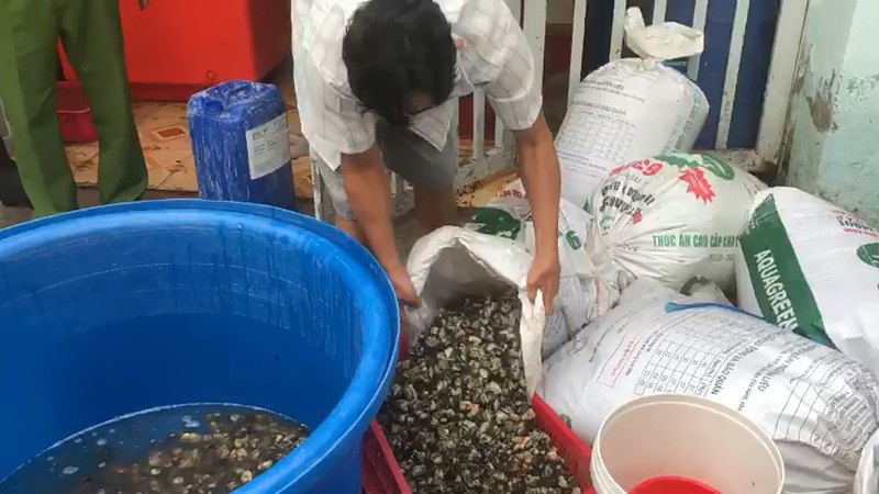 TP Hồ Chí Minh: Phát hiện 1,3 tấn ốc ngâm hóa chất trước khi bán cho tiệm ăn, siêu thị